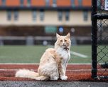 El gato Mittens, un angora turco de 10 años muy famoso en Wellington.