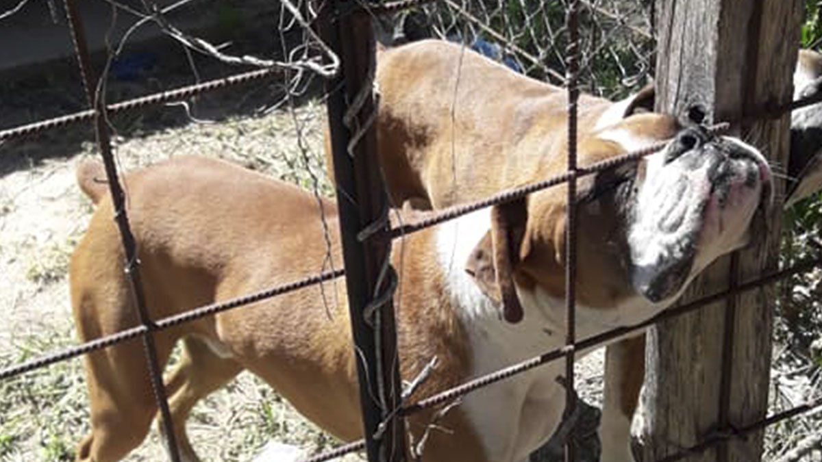 Uno de los perros involucrados en la causa Diego Román alojados en dependencias policiales de Santa Fe.
