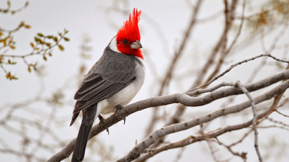 Qué significa ver un cardenal, el ave de gran simbolismo y belleza