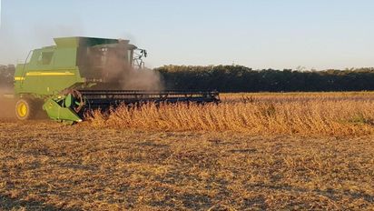 La cosecha de maíz y soja temprana avanza con buenos rindes en el centro norte santafesino