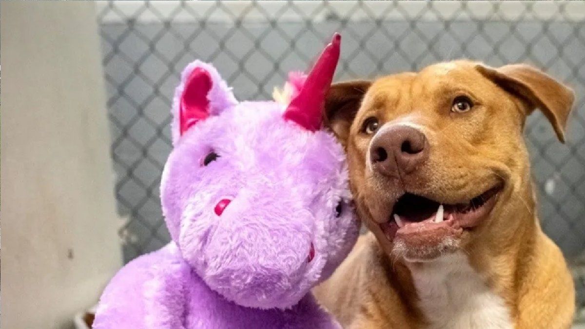 Un perro robó cinco veces un unicornio hasta que se lo terminaron comprando