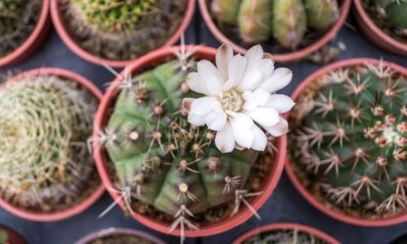 Parece un cactus común, pero una vez al año sorprende con flores gigantes y muy perfumadas. Parece un cactus común, pero una vez al año sorprende con flores gigantes y muy perfumadas.