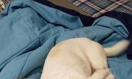 nueva ilusion optica: el animal mutante que es furor en la redes sociales nueva ilusion optica: el animal mutante que es furor en la redes sociales