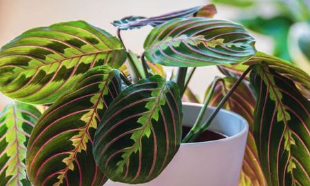 ¡No te asustes! Tu planta no tiene vida propia, pero casi. La Maranta te sorprenderá al rezar cada noche. ¡No te asustes! Tu planta no tiene vida propia, pero casi. La Maranta te sorprenderá al rezar cada noche.