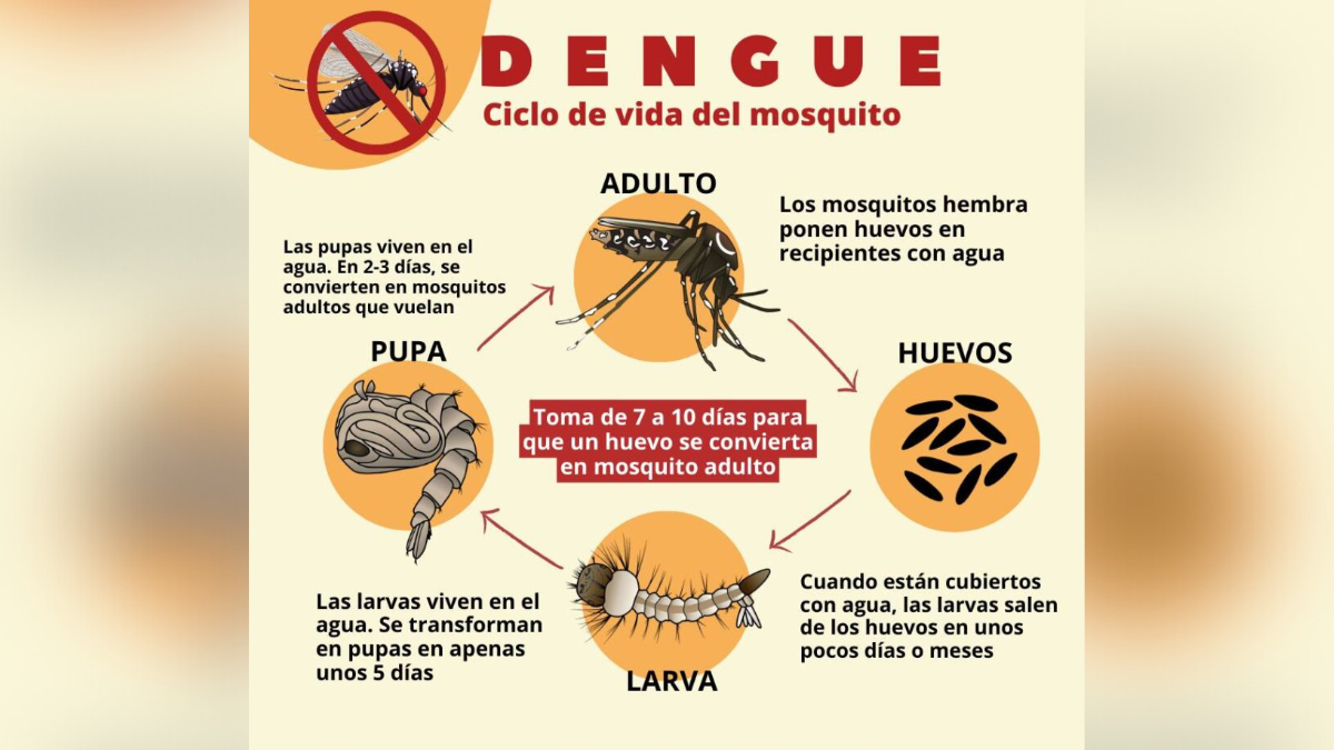 La cantidad de insectos que se vieron esta temporada fueron consecuencia de las altas temperaturas que se registraron hasta abril. La cantidad de insectos que se vieron esta temporada fueron consecuencia de las altas temperaturas que se registraron hasta abril.