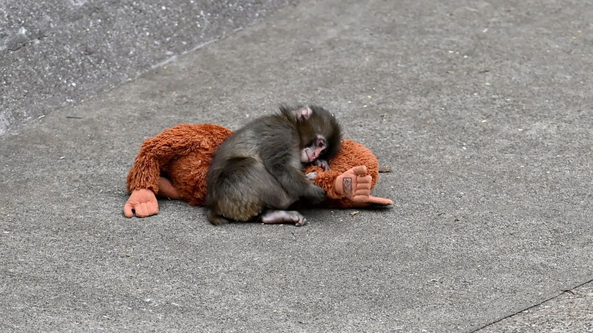Punch junto a su peluche.
