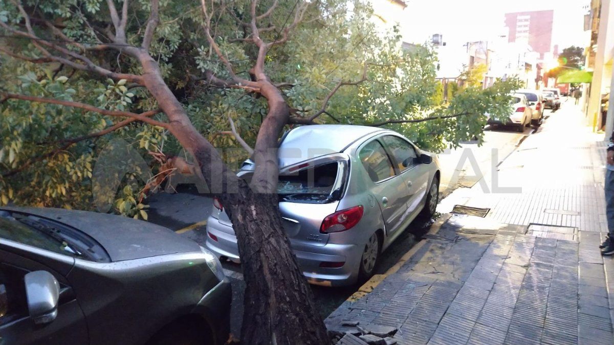 Un árbol cayó sobre la parte trasera de un automóvil estacionado en 4 de Enero y Eva Perón.