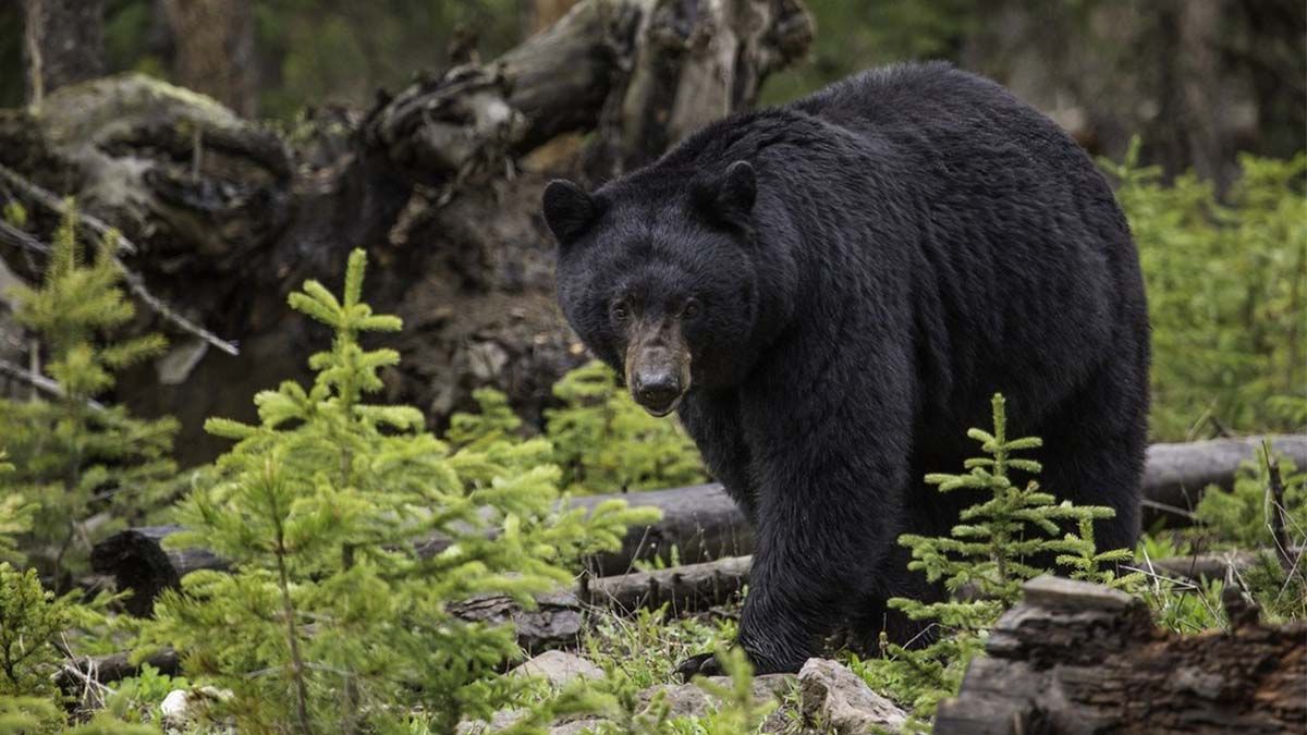 Video: así sorprendió un oso a esta mujer en una ruta de senderismo