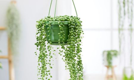 Las plantas colgantes permiten aprovechar el espacio vertical y sumar verde en ambientes pequeños. Las plantas colgantes permiten aprovechar el espacio vertical y sumar verde en ambientes pequeños.