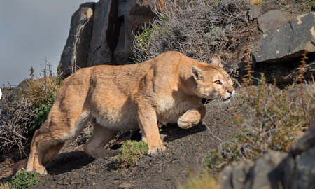 Seis consejos y recomendaciones que debes seguir en caso de que te encuentres con un puma. Seis consejos y recomendaciones que debes seguir en caso de que te encuentres con un puma.
