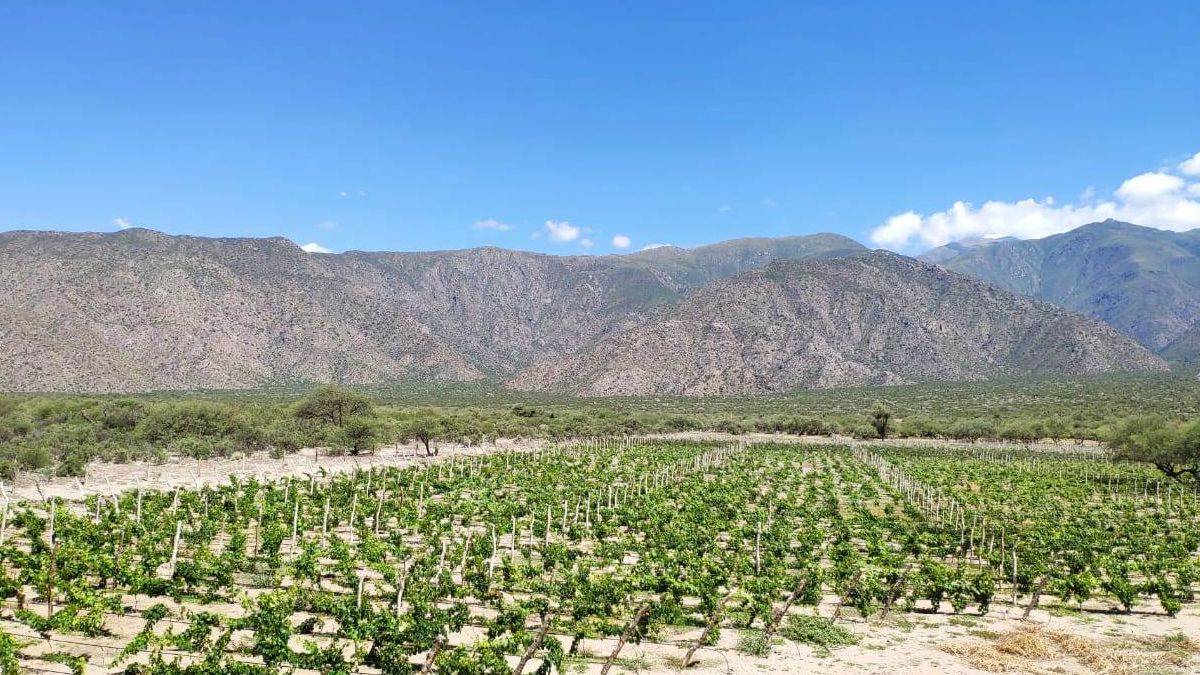  Firman acuerdo para potenciar la vitivinicultura tucumana