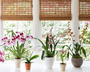 Ni flores ni cactus: la mejor planta que puedes poner en el recibidor de tu casa, según la tradición china.