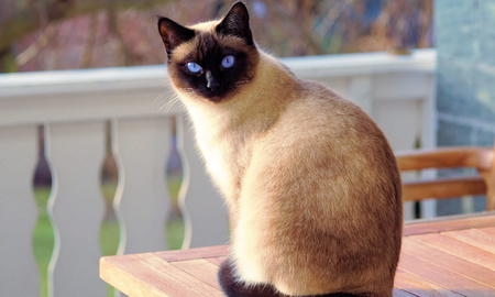Gato siamés: conoce algunas curiosidades de esta raza de gatos Gato siamés: conoce algunas curiosidades de esta raza de gatos