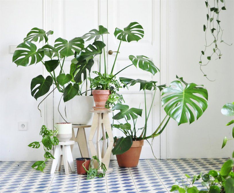 Las plantas son grandes aliadas a la hora de decorar cualquier ambiente del hogar.