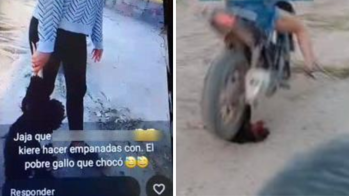 Roban animales, los matan y luego difunden los videos. Roban animales, los matan y luego difunden los videos.