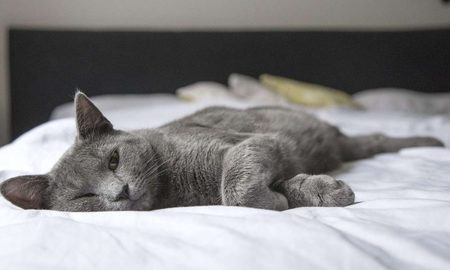 como eliminar los pelos de gato de la ropa y los sillones como eliminar los pelos de gato de la ropa y los sillones