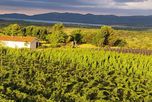 Vinos de Córdoba: buscan consolidar una marca propia basada en el terroir y la alta calidad Vinos de Córdoba: buscan consolidar una marca propia basada en el terroir y la alta calidad