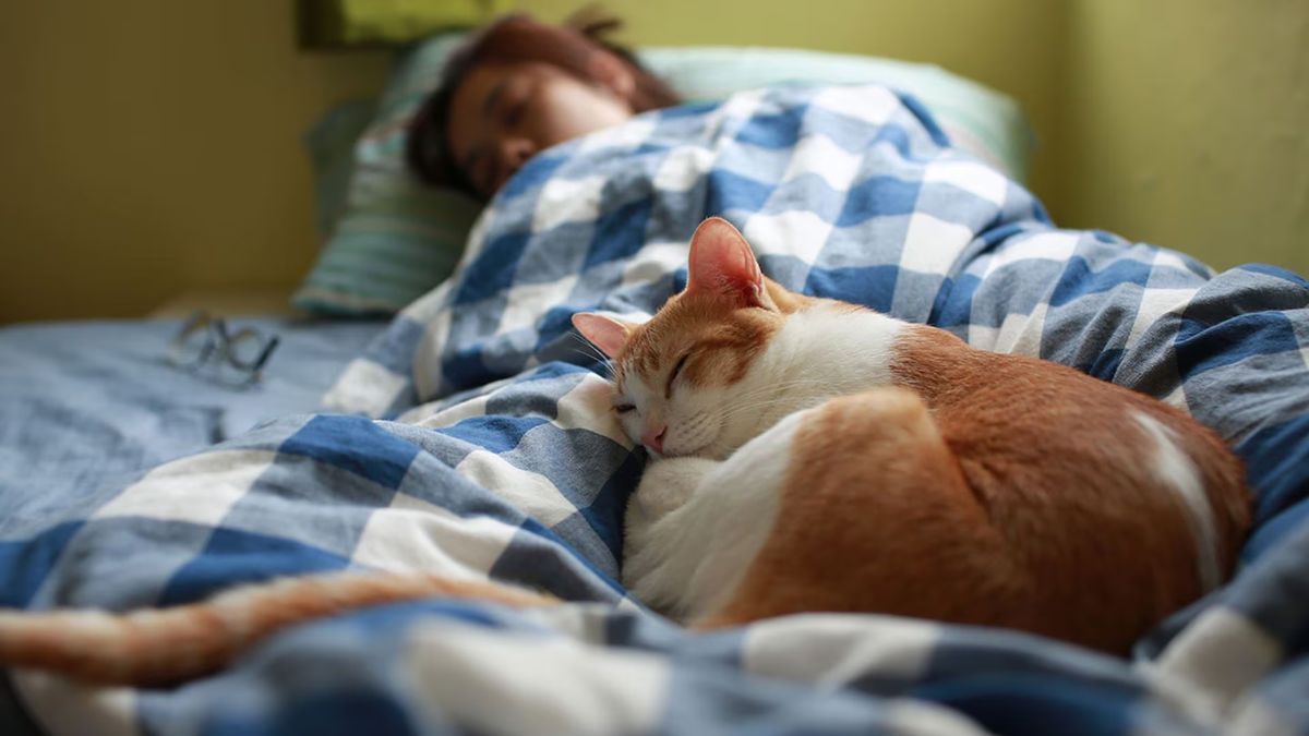 Qué significa que tu gato duerma con vos en la cama.
