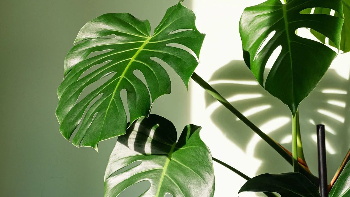 Oasis urbano: con estas cinco plantas podés lograr un efecto selvático dentro de tu casa sin necesidad de ser un experto en jardinería. 