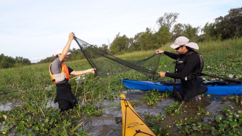 Contaminación del río Paraná: encontraron microplásticos en sábalos, rayas y armados