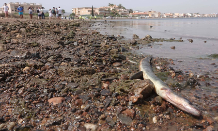 greenpeace insiste en que se persiga penalmente a quienes han matado al mar menor