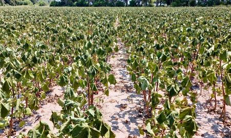 Lote en inicio de fructificación, con aborto de estructuras reproductivas por déficit hídrico y estrés térmico, en el centro oeste del departamento Nueve de Julio. Foto: SEA