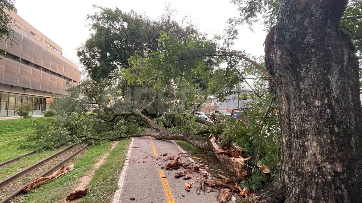 La caída del árbol afecta el tránsito en la bicisenda pero no en la avenida. La caída del árbol afecta el tránsito en la bicisenda pero no en la avenida.