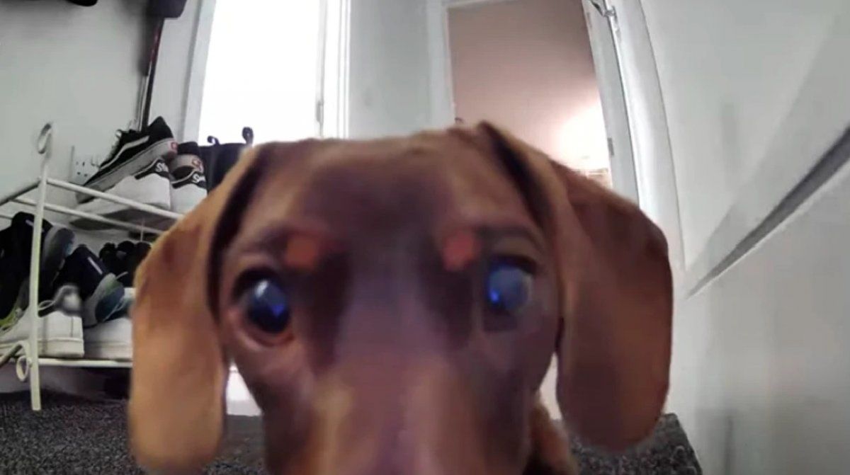 El inteligente can quedó investigando la cámara y se volvió viral en YouTube.