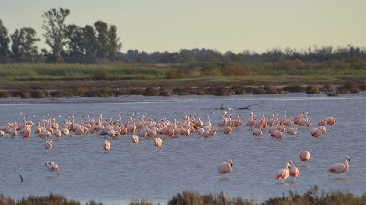 En el ecosistema conviven una gran diversidad de ambientes entre los que destacan un enorme espejo de agua salina, los cauces de los ríos, lagunas permanentes y temporarias, playas barrosas, matorrales de arbustos y cardones, bosques de tipo chaqueño y espinal, salinas, amplios pastizales y sabanas inundables.