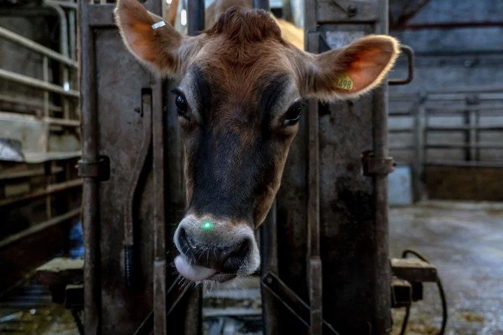 En Gurgaon, que debía ser la "ciudad del futuro", la posesión de un churrasco está penada con tres años de cárcel desde hace un lustro. La vecina Delhi tardó poco en seguir el mismo camino. Hoy, solo los estados tribales del nordeste, Kerala y Bengala Occidental, toleran el consumo de ternera.