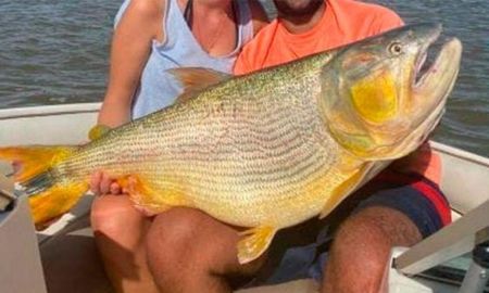 video: pescaron un dorado gigante en el rio parana video: pescaron un dorado gigante en el rio parana