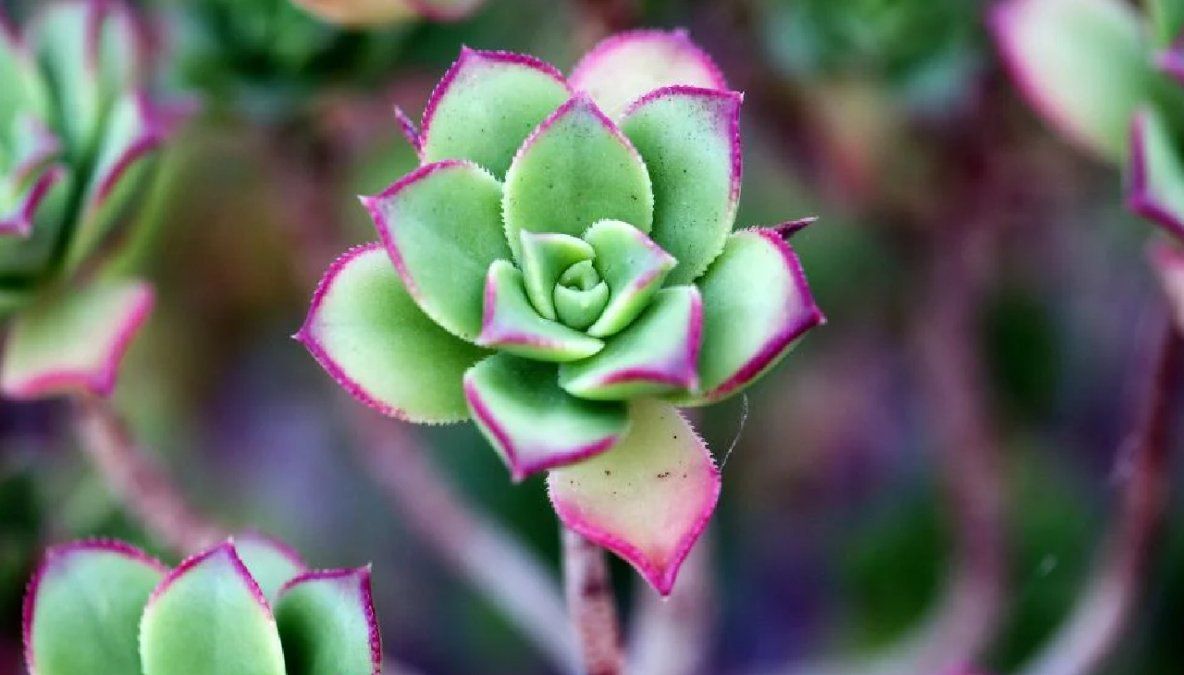 Son capaces de&nbsp;mejorar el estado de ánimo