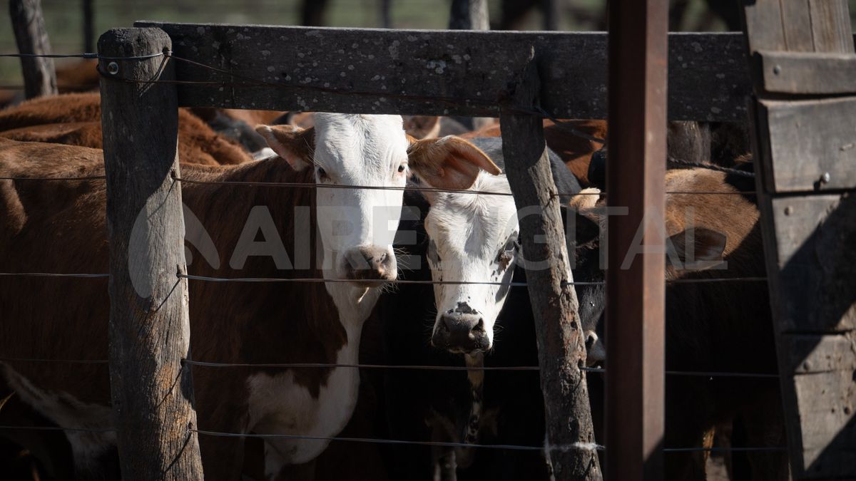 Con la eliminación de los aranceles