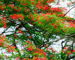 Antes de que aparezcan las hojas, este árbol se cubre de flores rosas y se roba todas las miradas. Antes de que aparezcan las hojas, este árbol se cubre de flores rosas y se roba todas las miradas.
