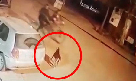 Circulaban en bicicleta, un perro salió a ladrarles y lo mataron de un tiro Circulaban en bicicleta, un perro salió a ladrarles y lo mataron de un tiro