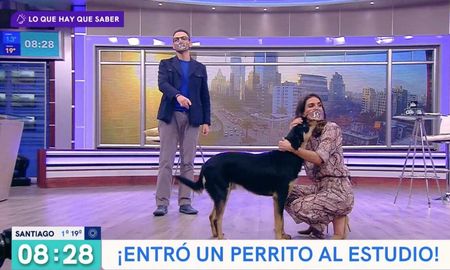 El simpático hecho se hizo viral en YouTube y otras plataformas. El simpático hecho se hizo viral en YouTube y otras plataformas.