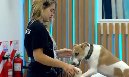 La producción de Gran Hermano tendría pensado un triste final para el perro Arturo y hay conmoción La producción de Gran Hermano tendría pensado un triste final para el perro Arturo y hay conmoción