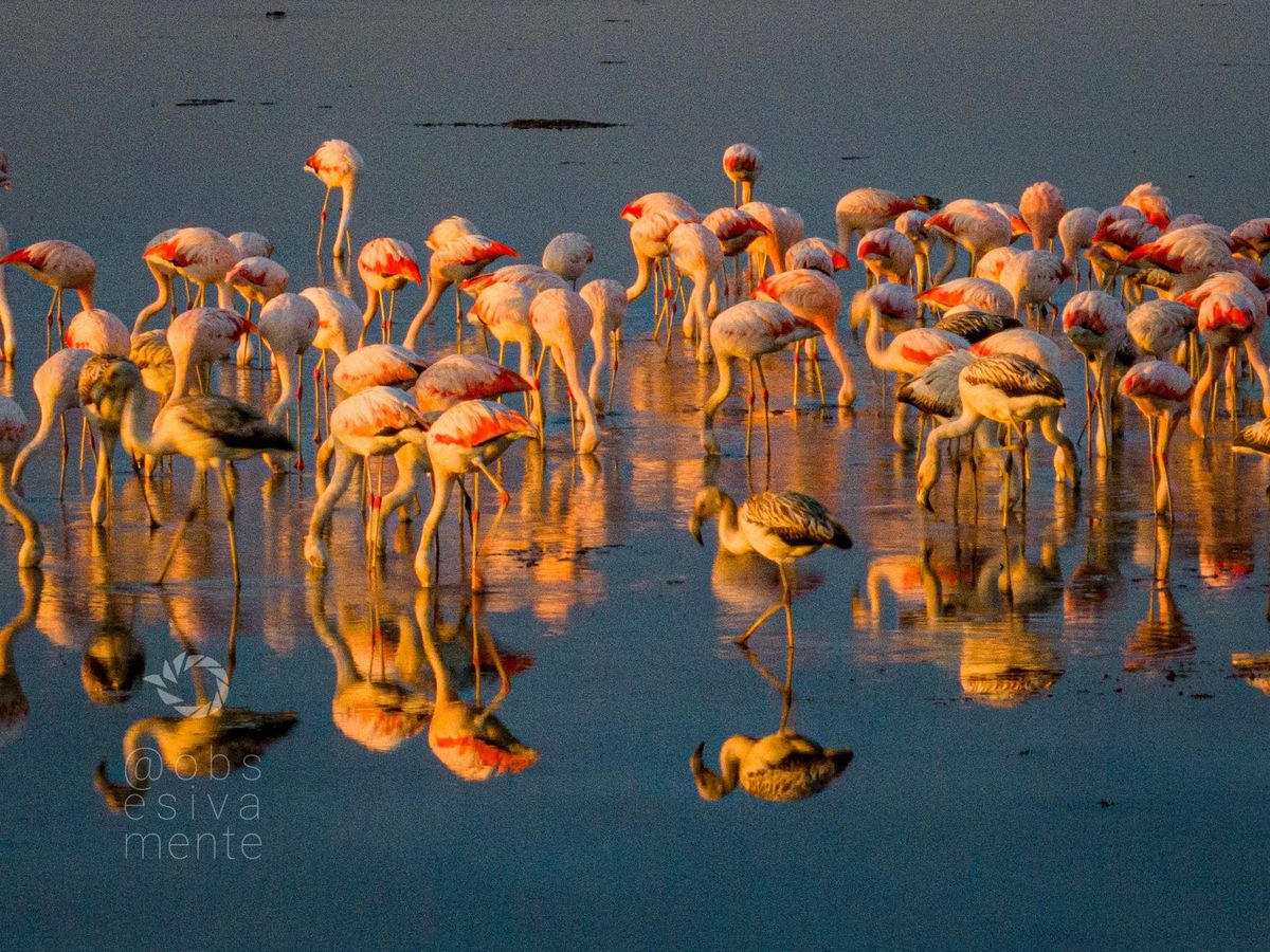 Por qué aparecen flamencos en esta época del año en la laguna Setúbal: la explicación de una especialista