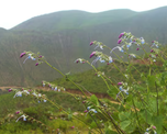 Científicos descubrieron una nueva planta en la cordillera de los Andes y la bautizaron como Salvia messii en homenaje al capitán de la Selección Argentina. Científicos descubrieron una nueva planta en la cordillera de los Andes y la bautizaron como Salvia messii en homenaje al capitán de la Selección Argentina.