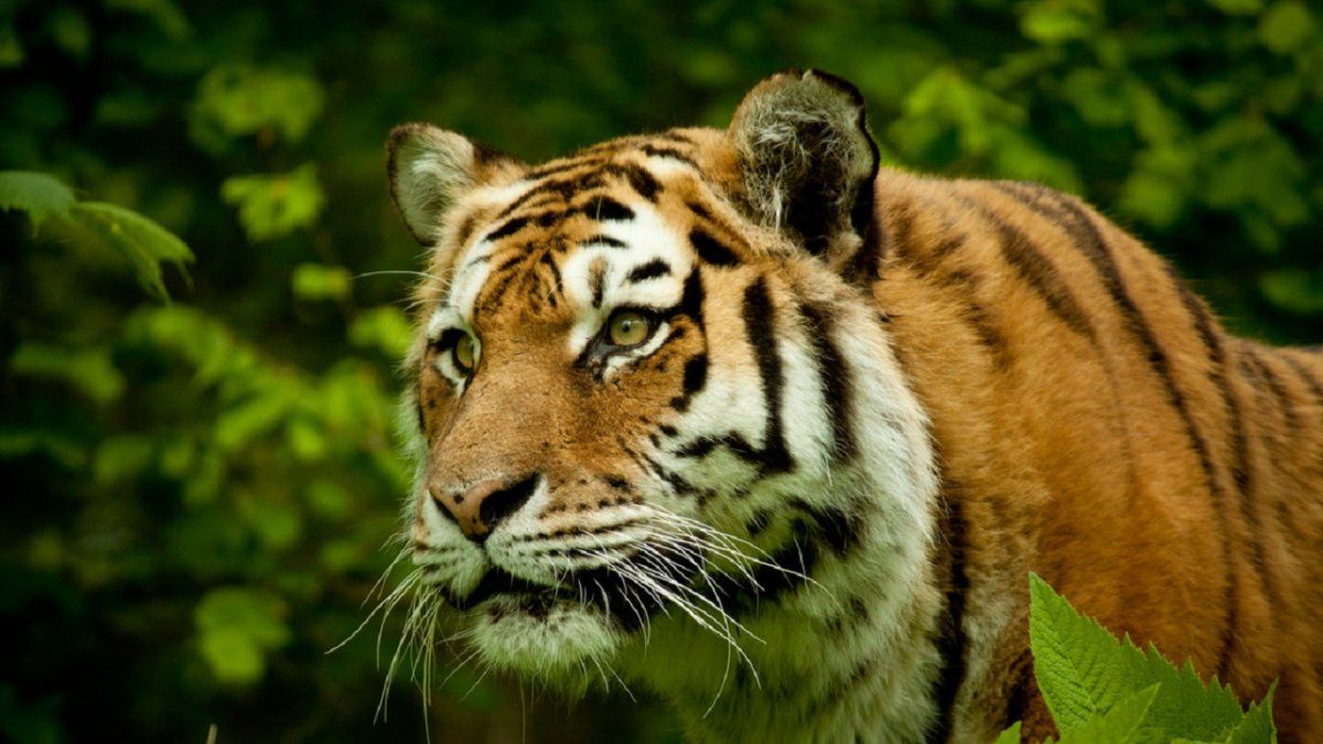 Un tigre de bengala fue captado paseando por una ruta de México.