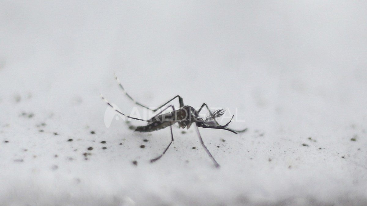Santa Fe superó los 5 mil contagios de dengue
