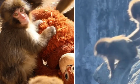 Lanzan al vacío al pequeño monito Punch. Lanzan al vacío al pequeño monito Punch.
