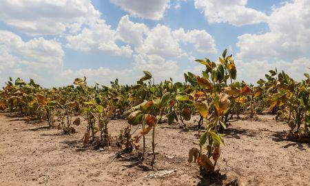 Nación extendió la Emergencia agropecuaria en Santa Fe hasta marzo del 2024 Nación extendió la Emergencia agropecuaria en Santa Fe hasta marzo del 2024