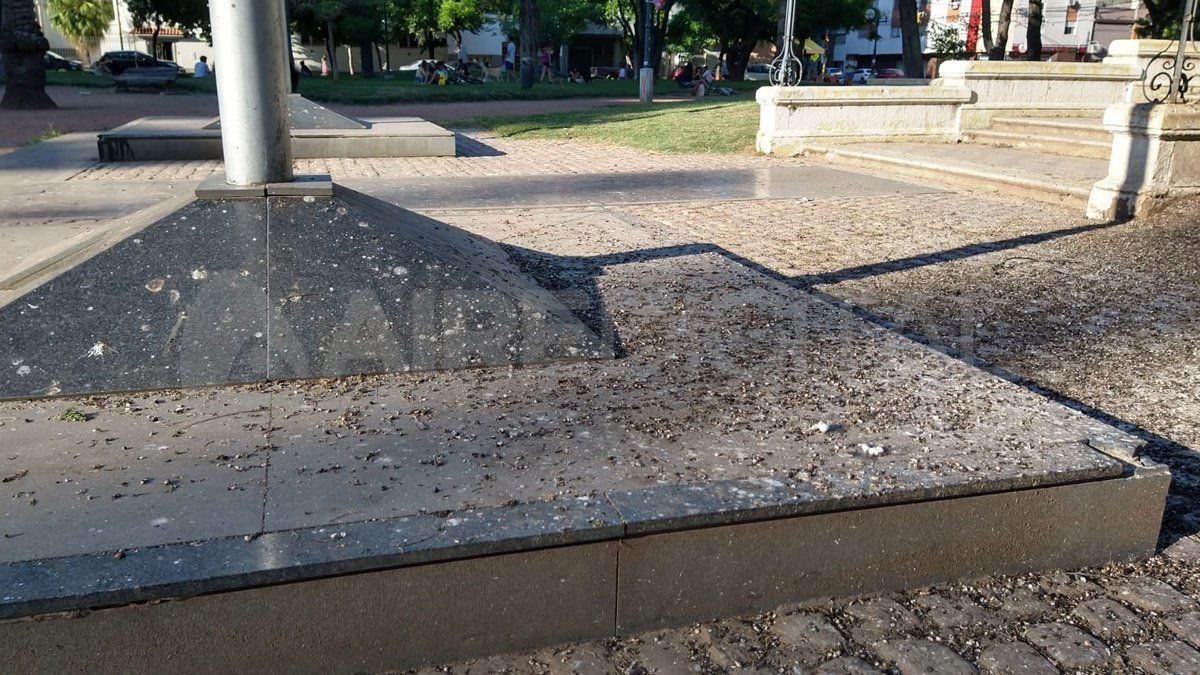 Todas las superficies están cubiertas de caca de las aves que se posan sobre los árboles de la plaza. 