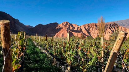 Escapada a la ruta del vino en Jujuy: las mejores bodegas para visitar entre cerros y paisajes