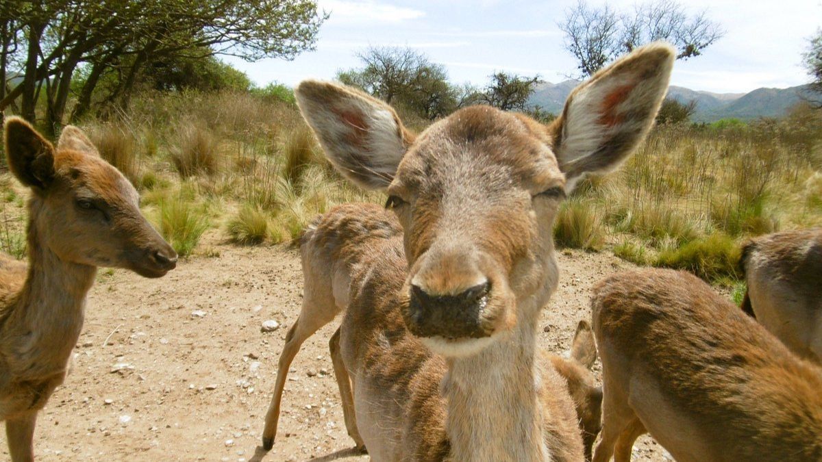 Escapada a una sorprendente reserva natural y descubrir la fauna autóctona de Córdoba.