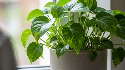 Cómo multiplicar un potus en agua y lograr raíces fuertes en pocas semanas