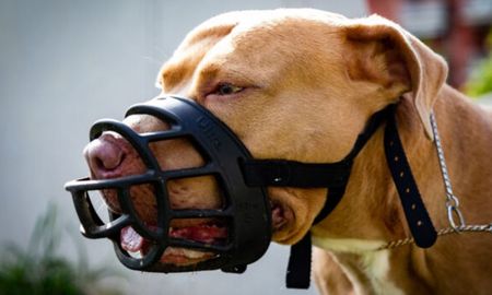 Registro de propietarios de perros potencialmente peligrosos en Santa Fe: el valor de las multas y la importancia de los seguros para animales. Registro de propietarios de perros potencialmente peligrosos en Santa Fe: el valor de las multas y la importancia de los seguros para animales.