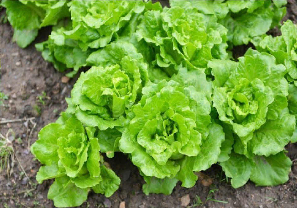 Cultivos de hoja verde que podes disfrutar en invierno.