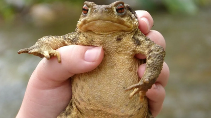 Mitos o verdad: ¿los sapos pueden orinarte en los ojos y dejarte ciego?